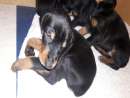 haz click para ver mas detalles de  dobermann