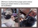 haz click para ver mas detalles de  Cachorros pug