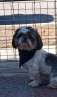 haz click para ver mas detalles de  Cachorros shih tzu Machos puros